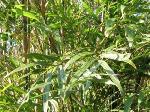 Bambusa graminea (Pleioblastus gramineus) - bamboo Bambusa graminea (Pleioblastus gramineus) - bamboo