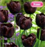 Tulipa 'Lady Night' - Tulip Tulipa 'Lady Night' - Tulip