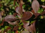 Berberis thunbergii 'Atropurpurea Nana' - dráč thunbergov Berberis thunbergii 'Atropurpurea Nana' - dráč thunbergov