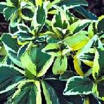 Hydrangea macrophylla 'Lemon Wave' - Bigleaf Hydrangea Hydrangea macrophylla 'Lemon Wave' - Bigleaf Hydrangea