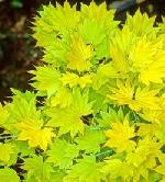 Acer shirasawanum 'Aureum' - Japanese maple Acer shirasawanum 'Aureum' - Japanese maple