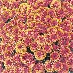 Chrysanthemum - listopadka Chrysanthemum - listopadka