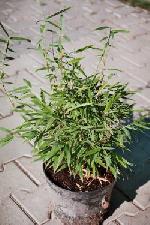 Fargesia nitida - bambus Fargesia nitida - bambus