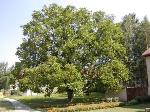 Juglans regia - ořešák vlašský Juglans regia - ořešák vlašský