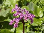 Bergenia - bergénie Bergenia - bergénie