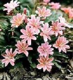 Lewisia longipetala 'Little Plum' - Lewisia Lewisia longipetala 'Little Plum' - Lewisia