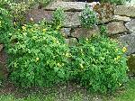 Corydalis lutea - dymnivka žlutá Corydalis lutea - dymnivka žlutá