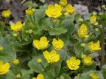 Caltha palustris - blatouch bahenní Caltha palustris - blatouch bahenní