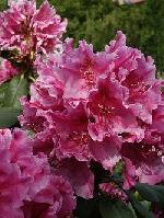 Rhododendron hybridum 'Claudine' - pěnišník velkokvětý Rhododendron hybridum 'Claudine' - pěnišník velkokvětý