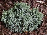 Chamaecyparis pisifera 'Boulevard' - cypřišek hrachonosný Chamaecyparis pisifera 'Boulevard' - cypřišek hrachonosný
