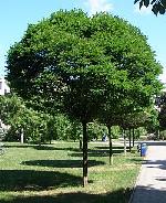 Robinia pseudoacacia 'Umbraculifera' - trnovník akát Robinia pseudoacacia 'Umbraculifera' - trnovník akát