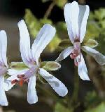 Pelargonium alternans Pelargonium alternans