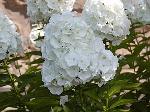 Phlox paniculata - plamenka Phlox paniculata - plamenka