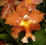 Wilsonara hybr.Wils.Goldberg Wilsonara hybr.Wils.Goldberg