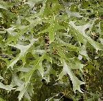 Quercus palustris - dub močiarny Quercus palustris - dub močiarny