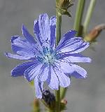 Cichorium intybus - čekanka obecná Cichorium intybus - čekanka obecná