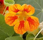 Tropaeolum majus - lichořeřišnice větší Tropaeolum majus - lichořeřišnice větší