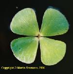 Marsilea quadrifolia - marsilea štvorlistá Marsilea quadrifolia - marsilea štvorlistá