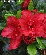 Azalea japonica 'Johanna' - Japanese azalea Azalea japonica 'Johanna' - Japanese azalea