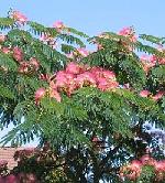 Albizia julibrissin 'Boubri' OMBRELLA® - silk tree Albizia julibrissin 'Boubri' OMBRELLA® - silk tree