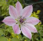 Clematis 'Nelly Moser' - plamének Clematis 'Nelly Moser' - plamének