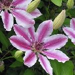 Clematis patens 'Nelly Moser' - plamének Clematis patens 'Nelly Moser' - plamének