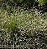 Festuca mairei - kostřava Festuca mairei - kostřava