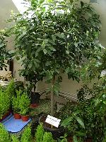 Laurus nobilis - vavřín vznešený Laurus nobilis - vavřín vznešený