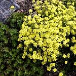 Alyssum montanum - tařice horská Alyssum montanum - tařice horská
