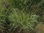 Molinia caerulea 'Variegata' - bezkolenec modrý Molinia caerulea 'Variegata' - bezkolenec modrý
