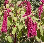 Amaranthus caudatus - laskavec ocasatý Amaranthus caudatus - laskavec ocasatý