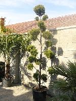 Cupressocyparis leylandii 'Castewelan Gold' - cypřišek Leylandův Cupressocyparis leylandii 'Castewelan Gold' - cypřišek Leylandův