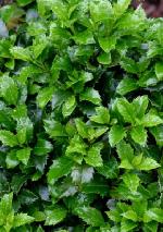 Ilex x meserveae 'Heckenstar'® - blue holly Ilex x meserveae 'Heckenstar'® - blue holly