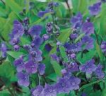 Omphalodes cappadocica - pupkovec kappadocký (READERS DIGEST VÝBĚR) Omphalodes cappadocica - pupkovec kappadocký (READERS DIGEST VÝBĚR)