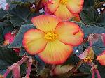 Begonia x tuberhybrida - begonie hlíznatá Begonia x tuberhybrida - begonie hlíznatá