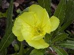 Oenothera missouriensis - pupalka Oenothera missouriensis - pupalka