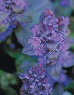 Ajuga reptans ‘Purple Torch’ - zběhovec plazivý (READERS DIGEST VÝBĚR) Ajuga reptans ‘Purple Torch’ - zběhovec plazivý (READERS DIGEST VÝBĚR)