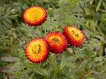Helichrysum bracteatum - smil listenatý, slaměnka Helichrysum bracteatum - smil listenatý, slaměnka