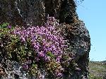Thymus vulgaris - mateřídouška obecná, tymián Thymus vulgaris - mateřídouška obecná, tymián