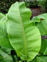 Musa basjoo 'Sakhaline' - Japanese banana Musa basjoo 'Sakhaline' - Japanese banana