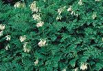Dicentra 'Langtrees' - srdcovka (READERS DIGEST VÝBĚR) Dicentra 'Langtrees' - srdcovka (READERS DIGEST VÝBĚR)