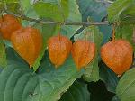 Physalis alkekengi - mochyně, židovská třešeň Physalis alkekengi - mochyně, židovská třešeň