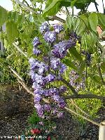 Wisteria floribunda 'Violacea Plena' - Japanese wisteria Wisteria floribunda 'Violacea Plena' - Japanese wisteria