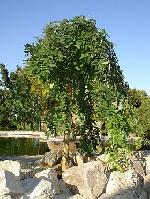 Sophora japonica 'Pendula' - Japanese pagoda tree Sophora japonica 'Pendula' - Japanese pagoda tree