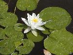 Nymphaea alba - leknín bílý Nymphaea alba - leknín bílý