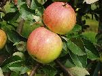 Malus domestica 'James Grieve' - jabloň Malus domestica 'James Grieve' - jabloň