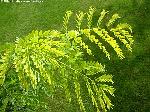 Gleditsia triacanthos 'Sunburst' - dřezovec trojtrnný Gleditsia triacanthos 'Sunburst' - dřezovec trojtrnný