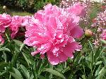 Paeonia - pivoňka Paeonia - pivoňka
