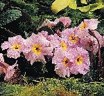 Primula 'Guinevere' - prvosenka (READERS DIGEST VÝBĚR) Primula 'Guinevere' - prvosenka (READERS DIGEST VÝBĚR)