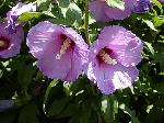 Hibiscus syriacus - ibišek syrský Hibiscus syriacus - ibišek syrský